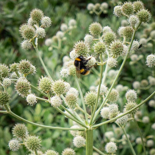 ERYNGIUM YUCCIFOLIUM seed image