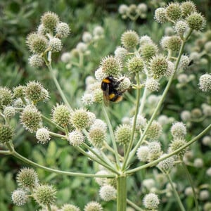 ERYNGIUM YUCCIFOLIUM seed image