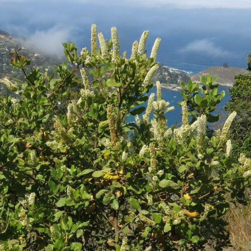 ESCALLONIA PULVERULENTA seed image