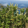 ESCALLONIA PULVERULENTA seed image
