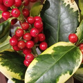 HOLLY GOLDEN KING seed image