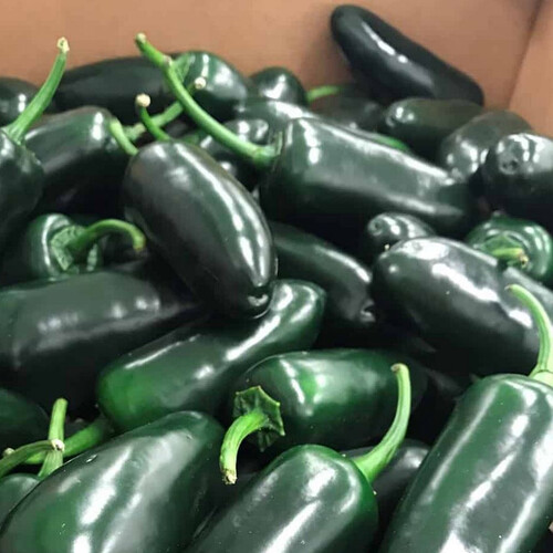 PEPPER JALAPENO BLACK BULLET seed image