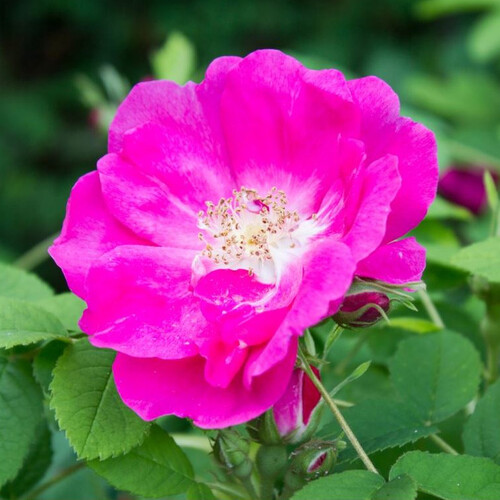 ROSA GALLICA seed image