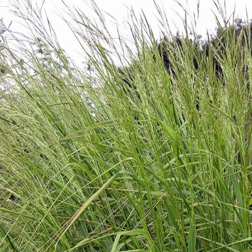 STIPA EXTREMEORIENTALIS seed image