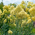 THALICTRUM FLAVUM TUKKER PRINCESS seed image