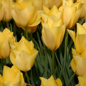 TULIPA BATALINII seed image