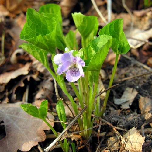 VIOLA COLLINA seed image