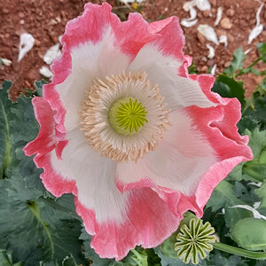 PAPAVER SOMNIFERUM PINK RUFFLES seed image