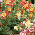 AQUILEGIA FLABELLATA DOUBLE MIX seed image