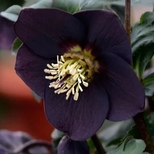 HELLEBORUS ORIENTALIS ARTHUR'S BLACK BUTTERCUP seed image
