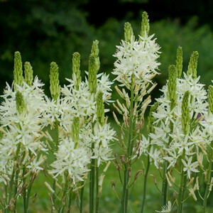 CAMASSIA LEICHTLINII SSP LEICHTLINII  WHITE seed image