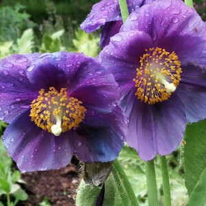 MECONOPSIS HIMALAYAN VELVET (LINGHOLM - EX GRANDIS) seed image