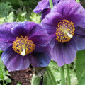 MECONOPSIS HIMALAYAN VELVET (LINGHOLM - EX GRANDIS) seed image