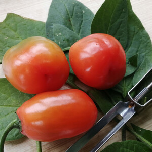 PEPPER ROCOTO RED seed image