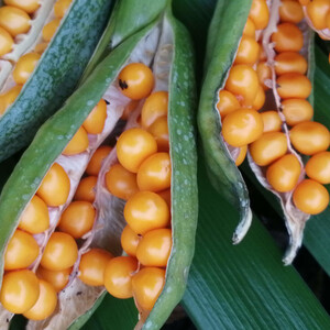 IRIS FOETIDISSIMA 'GOLDEN BALLS' seed image