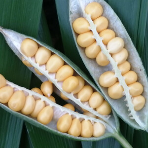 IRIS FOETIDISSIMA 'SWEET CORN' seed image