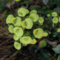 CALCEOLARIA NUDICAULIS seed image
