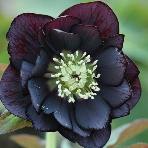 HELLEBORUS ORIENTALIS DOUBLE BLACK seed image