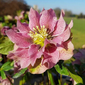HELLEBORUS ORIENTALIS DOUBLE PINKS seed image
