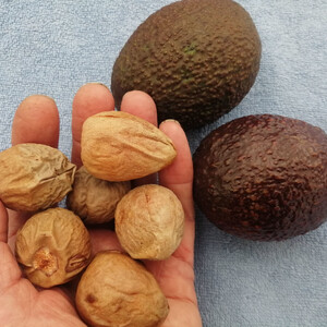 AVOCADO seed image