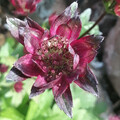 ASTRANTIA MAJOR CRIMSON GIANT seed image