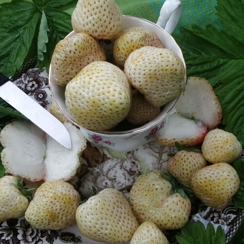 STRAWBERRY WHITE SNOWBALL seed image