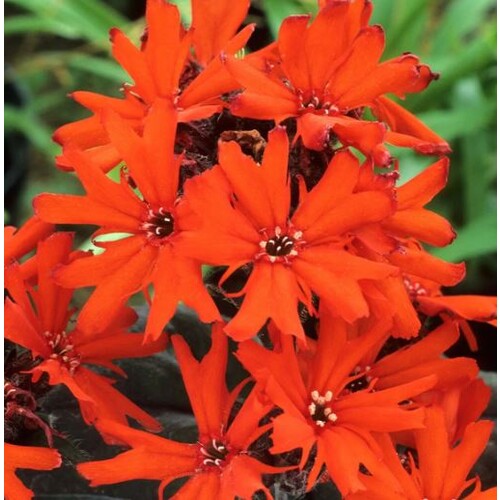 LYCHNIS X ARKWRIGHTII VESUVIUS seed image