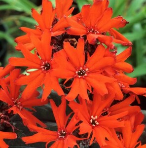 LYCHNIS X ARKWRIGHTII VESUVIUS seed image