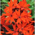 LYCHNIS X ARKWRIGHTII VESUVIUS seed image