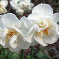 NARCISSUS FRAGRANT FORMS. seed image