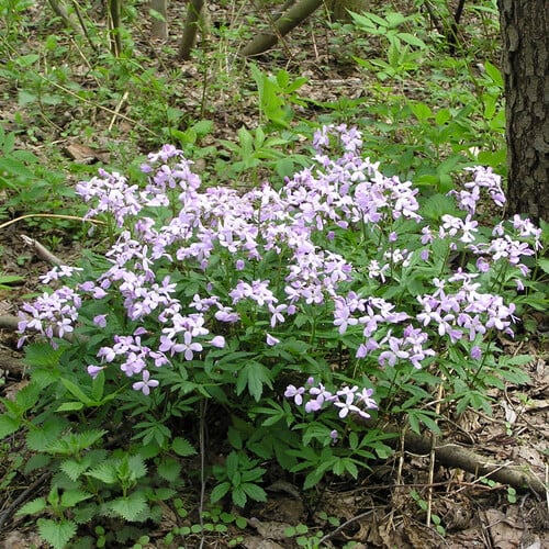 CARDAMINE BULBIFERA (CORAL ROOT) seed image