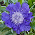 SCABIOSA CAUCASIA 'FAMA DEEP BLUE' seed image