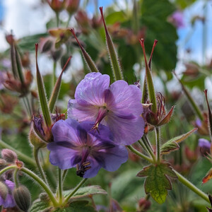 GERANIUM ERIOSTEMON seed image