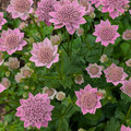 ASTRANTIA MAXIMA seed image