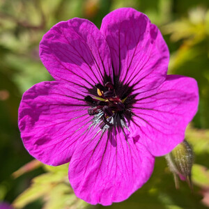 GERANIUM PSILOSTEMON seed image