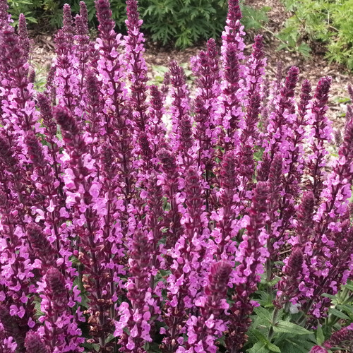 SALVIA NEMOROSA MERLEAU ROSE seed image