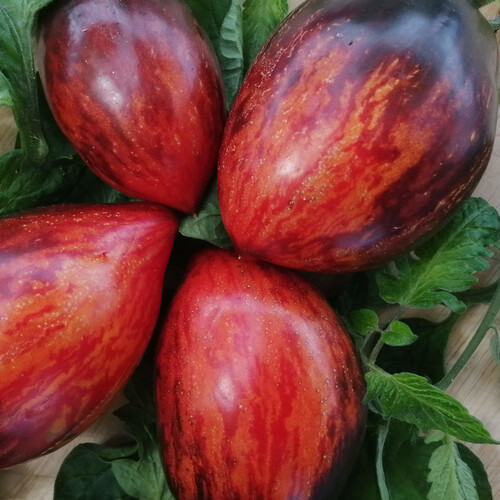 TOMATO MOLTEN LAVA seed image
