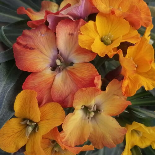 ERYSIMUM TANGERINE TITAN seed image