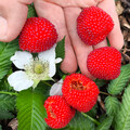 RASPBERRY JAPANESE BALLOON BERRY seed image