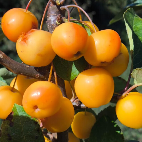CRAB APPLE GOLDEN HORNET seed image