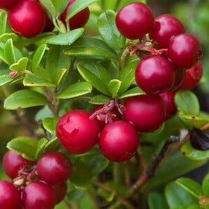 VACCINIUM VITIS IDAEA seed image