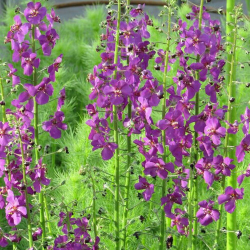 VERBASCUM PHOENICEUM VIOLETTA seed image