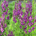 VERBASCUM PHOENICEUM VIOLETTA seed image