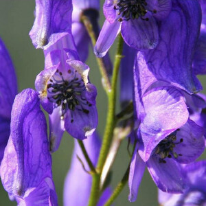 ACONITUM AUSTROYUNNANENSE seed image