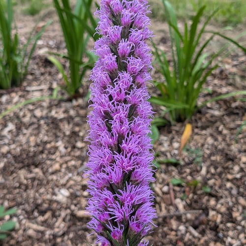 LIATRIS SPICATA seed image