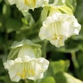 COBAEA SCANDENS ALBA seed image