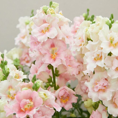ANTIRRHINUM MAJUS DOUBLESHOT APPLEBLOSSOM F1 seed image