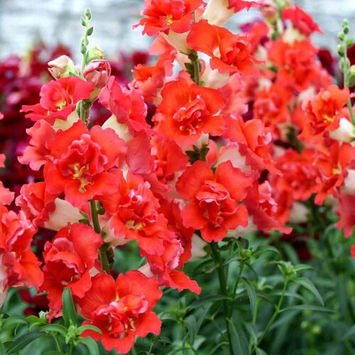 ANTIRRHINUM MAJUS DOUBLESHOT ORANGE BICOLOUR F1 seed image