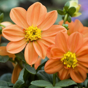 DAHLIA SUNNY REGGAE seed image