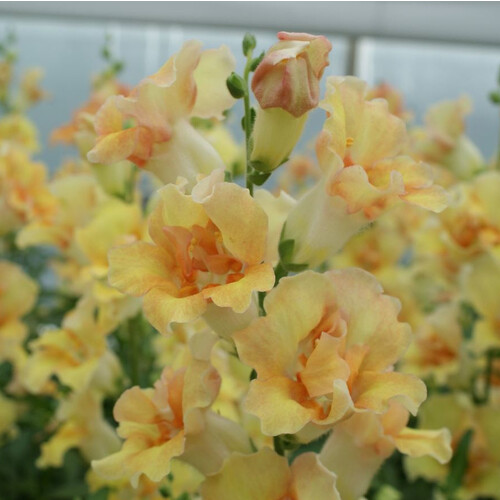 ANTIRRHINUM MAJUS DOUBLESHOT PEACH F1 seed image